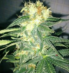 Orange Bud - (Dutch Passion)