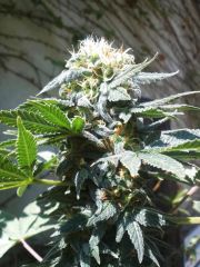 orange Bud Gv 009