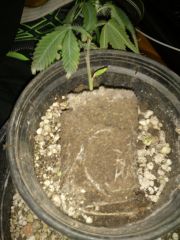 07 09 clone transplante