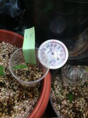 baby kandy kush 10 dias após germinação