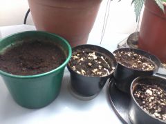 prenseeds germinando