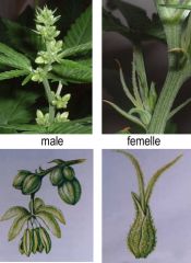 cannabis male female