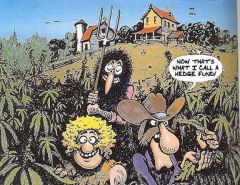 Freak Brothers