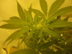 NL Top BUD 9 dias floracao