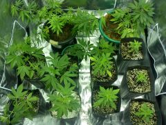 Grow - 07/06