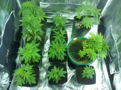 Grow - 16/06