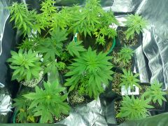 Grow - 15/06