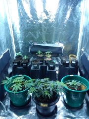 Grow - 14/05