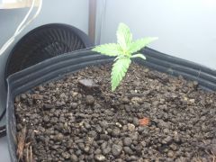 20 ^ 09