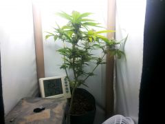 24/11/2014 HomeGrow