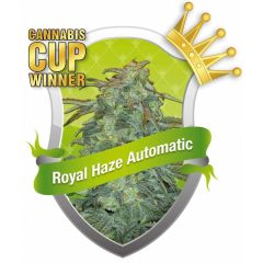 royal haze automatic