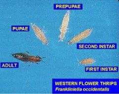 F thrips frankinelia1