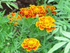 O tagetes Ou cravinho De defunto