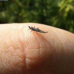 250px Ponticulothrips diospyrosi