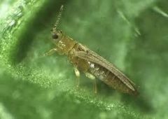 H thrips tabaci2