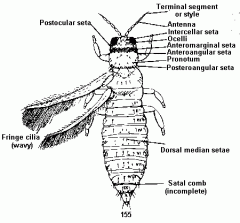 A thrips organismo