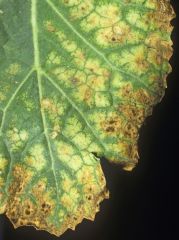 C Magnesium deficiency Of An Oil seed rape leaf