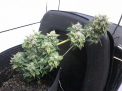 ak auto no flush