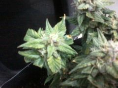 ak auto no flush