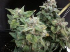 ak auto no flush