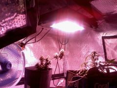 led branco 500w vega