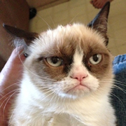 Grumpy Cat  Cat