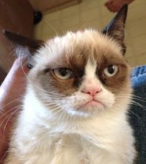 Grumpy Cat 2