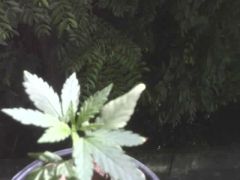 jpg0125