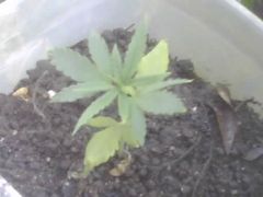 Plantinha com 32 dias