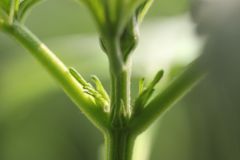 IMG 9423