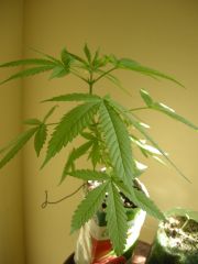 \Purplebud seedsman 6 semanas