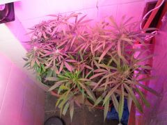 Original Afghani #1 pheno sativa 3 semanas na flora + Bubblegummer 3 semanas na flora