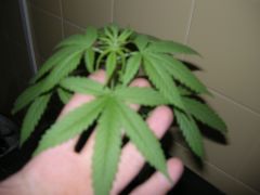 purplebud 4 semanas 2