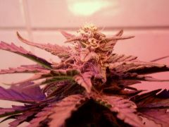 Sweet Skunk 47 dias