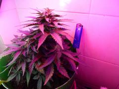 Sweet Skunk 47 dias