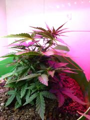 sweet skunk auto 34 dias