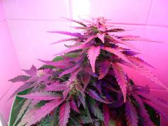 Sweet Skunk 47 dias