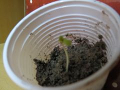 Primeiro Broto Plantada na terra.