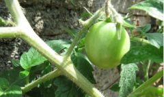 tomates