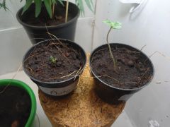 ak 47 automatica germinando