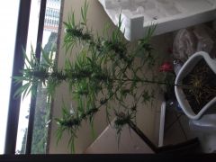 Sativa 25/04/2012