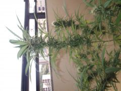 TOP BUD Sativa (10/05/2012)