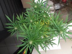 Sativa 25/04/2012 (folhas amareladas)