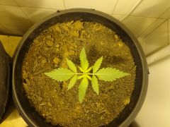 Cream mandarine 10 dias 2