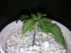 Pineapple Chunk 03 week