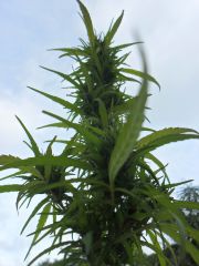 Sativa largada6 (budsão)