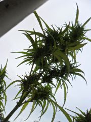 Sativa largada4