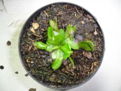 Minha carnivora1 (dionaea)