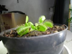 Dionaea