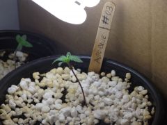 Planta 3 - Auto Blue - 10 dias